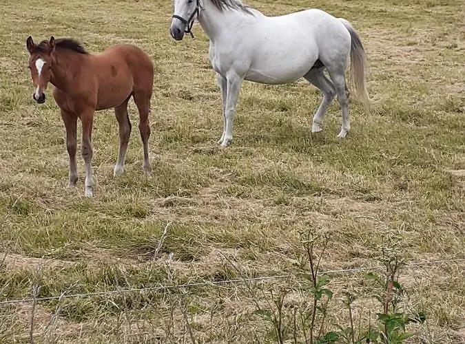 Feriehus Riverside *